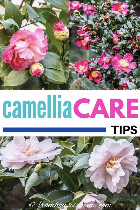 Camila Flower Tree, Camellias In Pots, Camellia Garden Design, Camillia Bush Landscape, Camillia Bush, Camelia Tree, Stewartia Tree, Camellia Bush, Yuletide Camellia