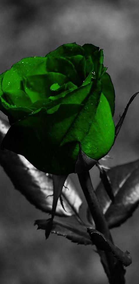 Download Green Rose wallpaper by Shahyda - b1 - Free on ZEDGE™ now. Browse millions of popular rose Wallpapers and Ringtones on Zedge and personalize your phone to suit you. Browse our content now and free your phone Green Rose Wallpaper, Wisteria Trees, Rose Wallpapers, Green Tapestry, Slytherin Wallpaper, Care Bear Tattoos, Scorpio Art, Wisteria Tree, Purple Wisteria