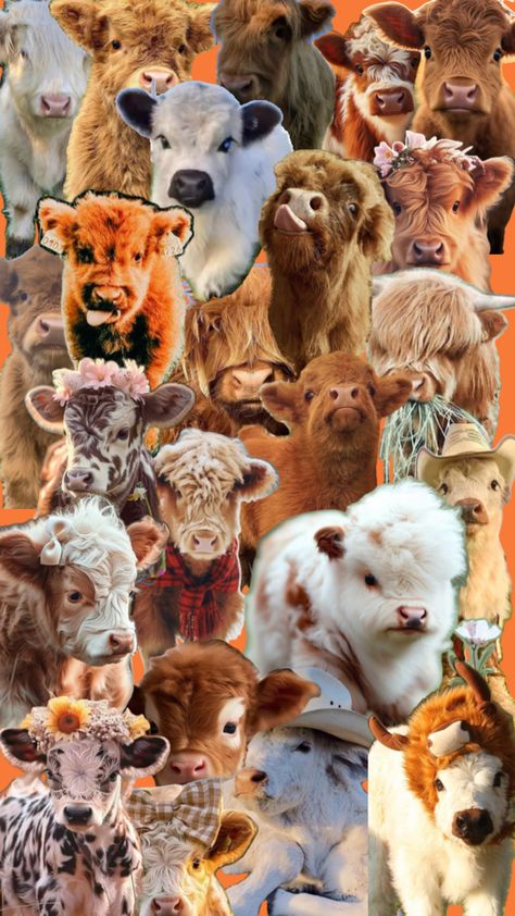 Cow Cakes, Cow Wallpaper, Cute Backgrounds For Iphone, Mini Cows, Baby Highland Cow, Baby Farm Animals, Western Wallpaper Iphone, Fluffy Cows