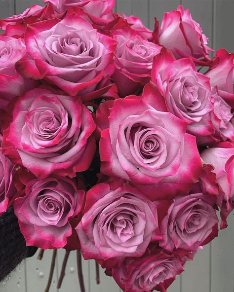 Steph Turpin on Instagram: “A hand full of delightful Deep Purple roses. These are the flowers I chatted about on stories earlier in the week, and they are opening up…” Deep Purple Roses, Pink And Purple Roses, Grateful For Everything, Animal Photography Wildlife, Say Sorry, Rosé Aesthetic, Lifestyle Change, Aesthetic Flowers, Pink Life