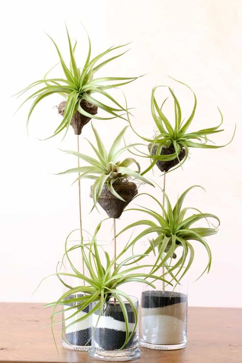 Air Plants Diy, Air Plant Garden, Plant Display Ideas, Air Plants Decor, Air Plants Care, Plants Diy, Air Plant Display, Air Plant Terrarium, Support Plante