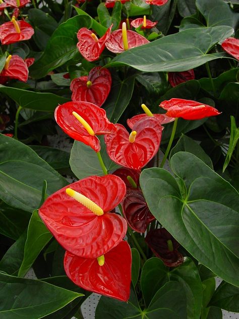 Anthurium, is a genus of about 1000 species of flowering plants, the largest genus of the arum family, Araceae. General common names include anthurium, tailflower, flamingo flower, and laceleaf. Laceleaf Plant, Green Anthurium, Floral Design Classes, Anthurium Plant, Anthurium Flower, Flower Identification, Flamingo Flower, Flora Flowers, Flowery Wallpaper