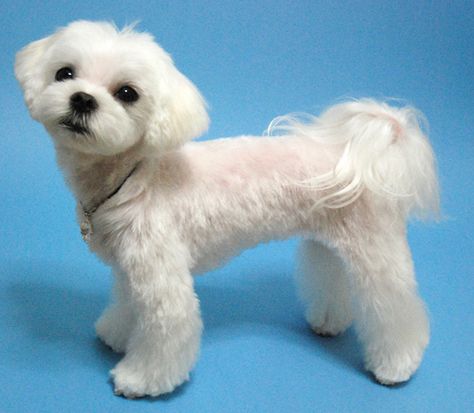 Maltese Haircuts, Maltese Dogs Haircuts, Maltese Haircut, Cleaning Dogs Ears, Dog Haircut, Maltipoo Dog, Dog Grooming Styles, Dog Haircuts, Maltipoo Puppy