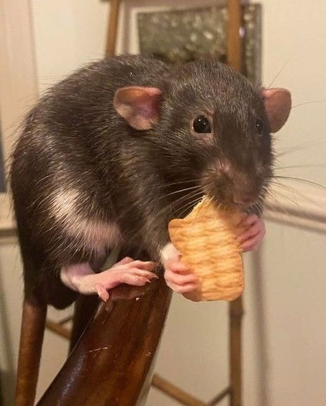 I Love Rat | Facebook Rat Cage Ideas, Rat Pfp, Rats Cute, Rat Girl, Dumbo Rat, Baby Rats, Tattoo Nature, Animals Tattoo, Fancy Rat