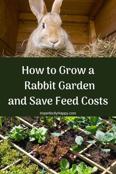 Raising Rabbits For Meat, Flemish Giant Rabbit, Rabbit Enclosure, Rabbit Habitat, Pet Rabbit Care, Rabbit Farm, Giant Rabbit, Meat Rabbits, Rabbit Treats