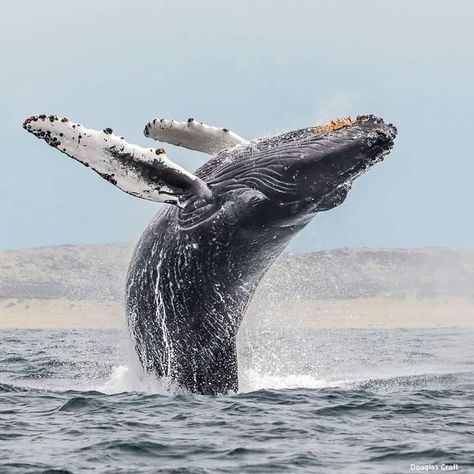 Pebble Beach California, Nelson Bay, Whale Illustration, Fishermans Wharf, Wildlife Photos, Humpback Whale, Ocean Creatures, Whale Watching, Pebble Beach