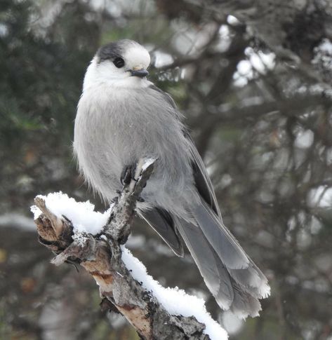 Winter Birds, Gray Jay, Quilted Placemat Patterns, Winter Bird, Placemats Patterns, White Bird, Bird Drawings, Beautiful Birds, Grey And White