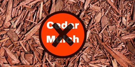 No To Cedar Mulch Cedar Mulch Landscaping, Landscaping Front Yards, Cedar Mulch, Mulch Alternatives, Brown Mulch, Cedar Chips, Garden Mulch, Northern White Cedar, Mulch Landscaping