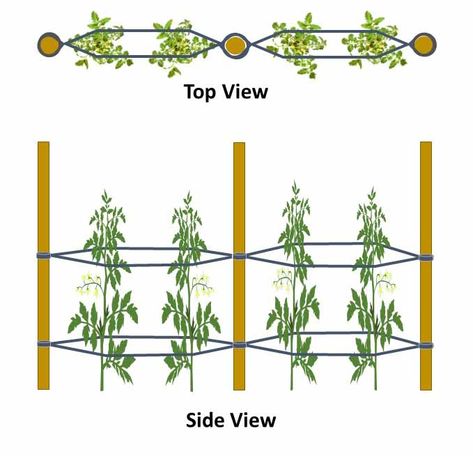 Tomato Plant Support Ideas, Supporting Tomato Plants, How To Support Tomato Plants, Pepper Plant Support, How To Stake Tomato Plants, Growing Tomatoes In Raised Bed, Tomato Stakes Ideas, Diy Tomato Support, Tomato Support Ideas