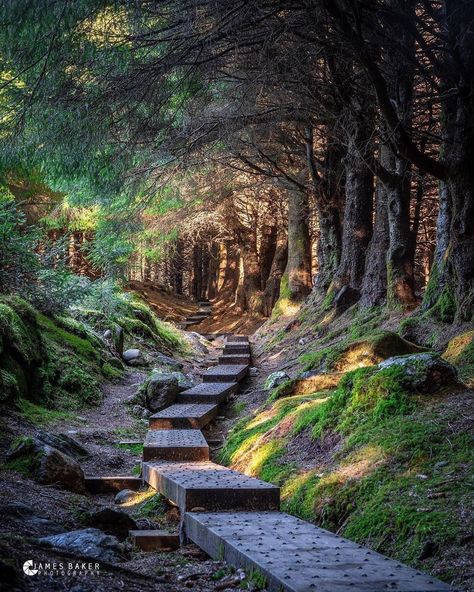 DiscoverDublin on Instagram: “Just an hours drive from Dublin, the beautiful Ballinastoe Woods in Co. Wicklow ⠀ ⠀ Tag who you would bring here after lockdown ☺️⠀ ⠀ ⠀ ⠀…” Bunratty Castle, Ireland Photos, Wicklow Ireland, County Wicklow, County Clare, Enchanted Wood, World Places, A Walk In The Woods, Travel History