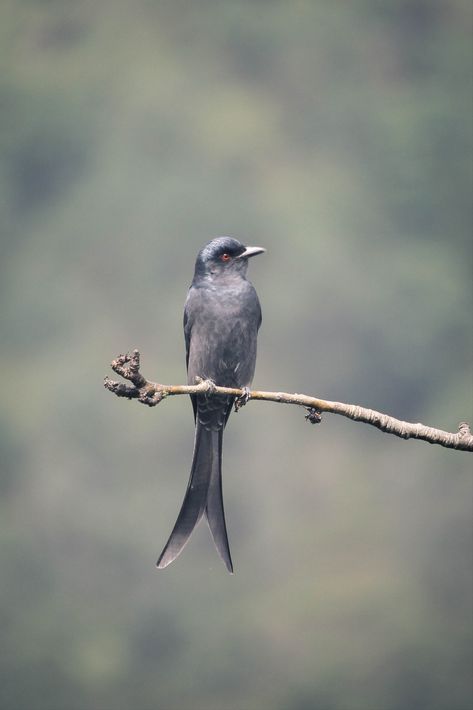 Gray bird sitting on a branch Bird Sitting On A Branch, Grey Bird, Bird Branch, Birds Sitting, Bird Sitting, Bird On Branch, Bird Photo, Tree Branch, Bird Feathers