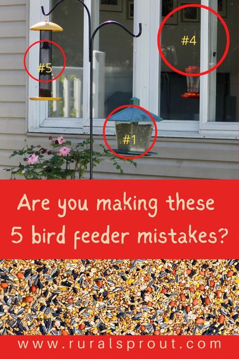 Bird Bath And Feeder Ideas, Outside Bird Feeder Ideas, Bird Feeders In Yard, Bird Feeders In Garden, Backyard For Birds, Backyard Bird Houses, Bird Watching Station, Diy Backyard Bird Sanctuary, Hummingbird Feeders Unique