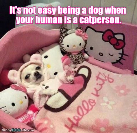 Images Hello Kitty, Kitty Aesthetic, Hello Kitty Aesthetic, Sanrio Stuff, Cute Chihuahua, Hello Kitty Stuff, Chihuahua Love, Kitty Stuff, Hello Kitty Pictures