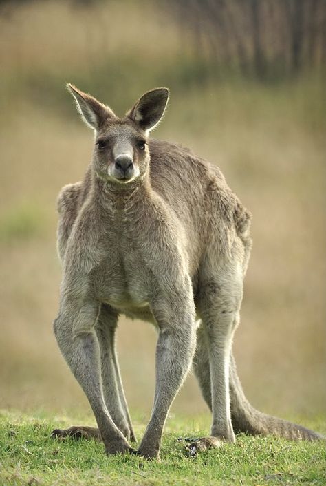 Imposing male eastern gray kangaroo. Male Kangaroo, Eastern Grey Kangaroo, Grey Kangaroo, Aussie Animals, Elephant Shrew, Tasmanian Devil, Australian Animals, Nature Journal, Leopards