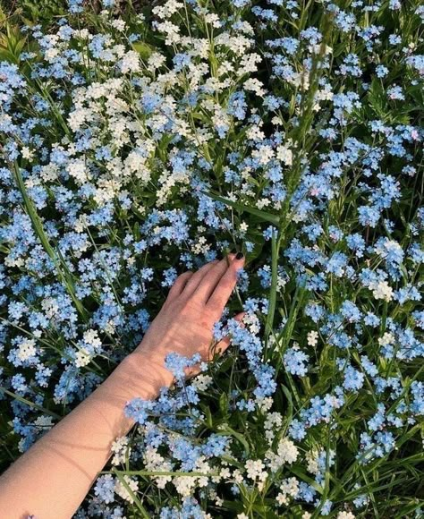 Aesthetic Forget Me Not, Flowers Forget Me Not, Forget Me Not Plant, Forgetful Aesthetic, Forget Me Not Garden, Forget Me Not Flower Aesthetic, Harpercore Aesthetic, Forget Me Nots Aesthetic, Forget Aesthetic