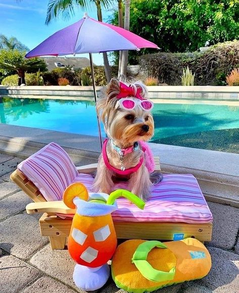 Preppy Dog, Teacup Yorkie Puppy, Very Cute Puppies, Yorkie Lovers, Cute Dog Photos, Cute Animals Puppies, Very Cute Dogs, Yorkie Dogs, Yorkshire Terrier Puppies