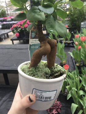 Weird Trees, Funny Snapchat Pictures, Good Morning Funny Pictures, Plantas Vs Zombies, Morning Funny, Snapchat Picture, Snapchat Funny, Funny Picture, Morning Humor