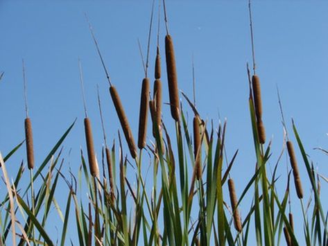 Kids find cattails fascinating to collect, hold and touch, and using cattails in crafts are a wonderful way for children to work with them. Cattails are perennial plants that grow abundantly in areas where the soil remains wet--marshes, swamps, wetlands, bogs, ponds and rivers. They can grow up to 6 feet high and ... Purple Spray Paint, Cat Tails, Edible Wild Plants, Wild Edibles, Cat Tail, Garden Guide, Wild Plants, Edible Plants, Different Plants