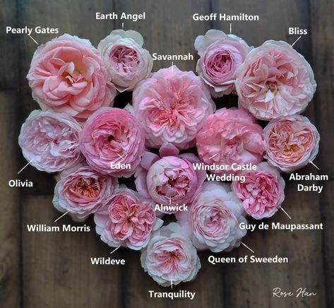 Summer Romance Rose, Different Roses, Rose Garden Design, Peaceful Day, Gardening Inspiration, Heirloom Roses, Types Of Roses, Memorial Flowers, Outdoor Landscape