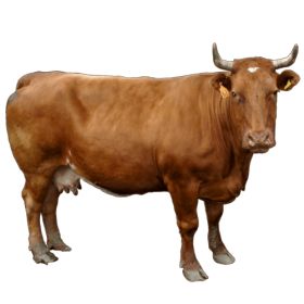 Male Cow, Fat Horse, Animal Cutouts, Dairy Cow, Animal Categories, Cow Pictures, Deer Stand, Brown Cow, Cow Png