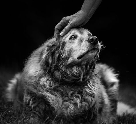 Senior Dog Photography, Old Dog Photoshoot, Senior Dog Photoshoot, Dog Last Day, Family Dog Photos, Pet Photography Poses, Dog Photoshoot Pet Photography, Dog Photography Poses, Pet Portraits Photography