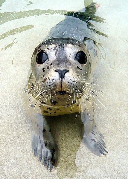 Here's Your Weekly Dose Of Cute! (#6) Cute Seals, Harbor Seal, Seal Pup, A Seal, Marine Mammals, Marine Animals, Ocean Creatures, Ocean Animals, Cute Creatures