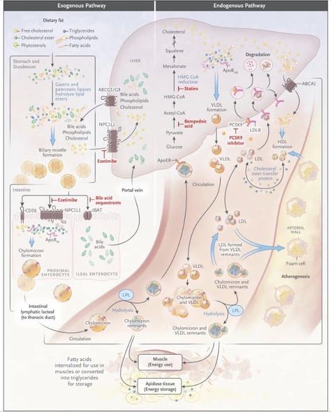Lipid Metabolism, Medical School Interview, Biochemistry Notes, Medicine Notes, Medical School Life, Basic Anatomy And Physiology, Medical School Studying, Emergency Nursing, Medical School Essentials