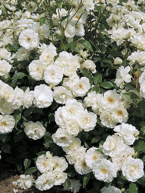 Best Climbing Roses, Catherine Pinkerton, Heartless Aesthetic, Iceberg Climbing Rose, Trellis Arbor, Tall Shrubs, Floribunda Rose, White Fairy, Climbing Rose