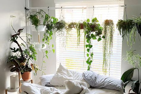 Hang indoor plants without hooks with this genius hack Tension Rod Plant Hanger, Hanging Indoor Plants, Tension Rods, Tropical Backyard, Plant Crafts, Hanging Plants Indoor, Ivy Plants, Plant Hacks, Hanging Succulents