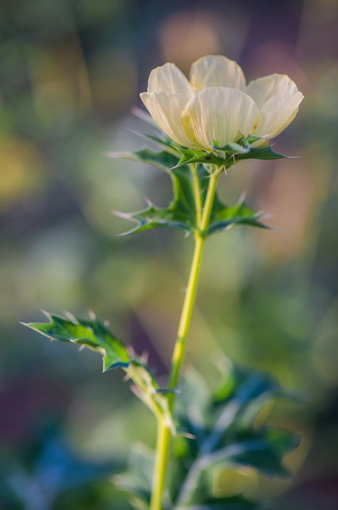 Mexican Prickly Poppy (Argemone mexicana) Mexican Poppy, Prickly Poppy, Habitat Garden, Red Poppies, Native Plants, Amazing Flowers, All The Colors, Wild Flowers, Beautiful Flowers