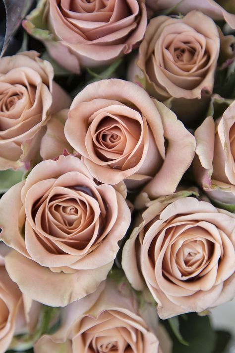 November Flowers Wedding, Quick Sand Roses, Cappuccino Rose Bouquet, Cappuccino Rose, Sahara Roses, Quicksand Rose, Avalanche Rose, Brown Roses, Sahara Rose