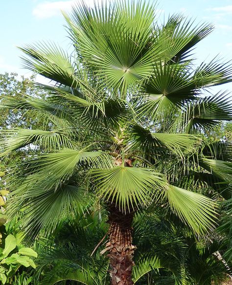 Mexican Palm Tree, Washingtonia Palm, Fan Palm Tree, Palm Springs Garden, Outdoor Tropical Plants, Mexican Fan Palm, Florida Palm Trees, Home Illustration, Fan Palm