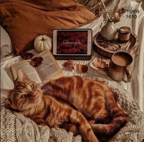 Halloween Home Decor Ideas, Fall Cats, Autumn Magic, Fall Background, Silly Cats Pictures, Instagram Autumn, Ghost Cat, Halloween Home, Fall Pictures