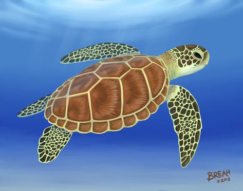 Turtle Species, Sea Turtle Drawing, Sea Turtle Species, Marine Reptiles, Sea Turtle Painting, Turtle Images, Turtle Rock, Turtle Crafts, Baby Sea Turtles