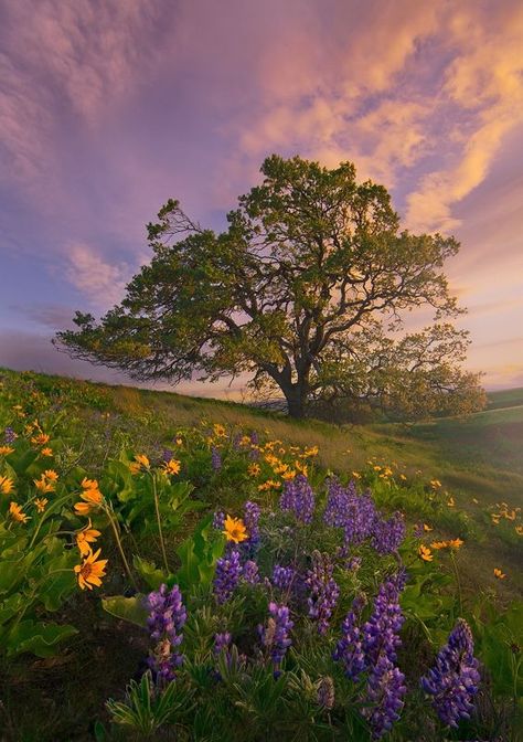 Whats Wallpaper, Lone Tree, 背景 シンプル, Tree Wallpaper, Foto Art, Alam Yang Indah, Nature Aesthetic, Beautiful Tree, Amazing Nature