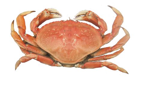 Premium Dungeness Crab, a west coast favourite!  http://buff.ly/2v5RQx6?utm_content=buffer76607&utm_medium=social&utm_source=pinterest.com&utm_campaign=buffer Grace Tattoos, Dream Meaning, Crab Print, Letting Your Guard Down, Dungeness Crab, Looking For People, Animal Embroidery, Yin Yoga, Spiritual Meaning