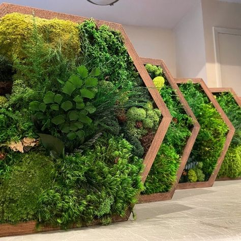 Moss Wall Artnature Room Decormodern Wall Artreal Mosseco - Etsy Art Wall Collage, Collage Art Wall, Art With Flowers, Wall Art Collage, Wood Hexagon, Extra Large Art, Moss Decor, Poughkeepsie Ny, Moss Wall Art