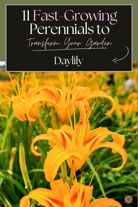 Daylilies are renowned for their stunning trumpet-shaped flowers that bloom in a wide array of colors. These perennials are incredibly resilient and can thrive in a range of climates and soil types.  Bring your garden to life with Daylilies and 10 other fast-growing perennials! Perfect for creating a vibrant and colorful outdoor space, whether you're a seasoned gardener or just starting out. Soil Types, Daylily Garden, Shasta Daisies, Thriving Garden, Indoor Plant Care, Classic Garden, Sandy Soil, Sustainable Garden, Hardy Perennials