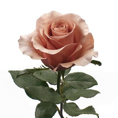 Homepage - Thursd Moab Rose, Rose Rp, Standard Roses, Rose Varieties, Flower Guide, Rose Vase, Desert Sand, Wholesale Flowers, Large Vase