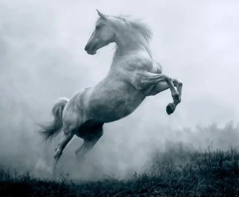 Horse Reference Poses, Horse Looking Up, Horse Reference Photos, Horse Falling, White Horse Running, White Horse Photography, Horses Jumping, Wild Horses Running, Horse Rearing