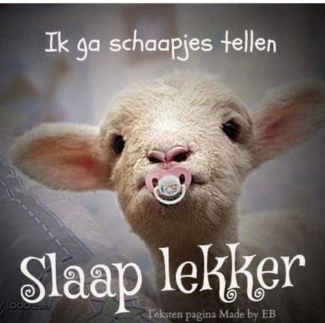 Slaap Lekker, Good Night Prayer, Night Prayer, Good Night, Good Morning, Funny Pictures, Funny, Canvas, Animals