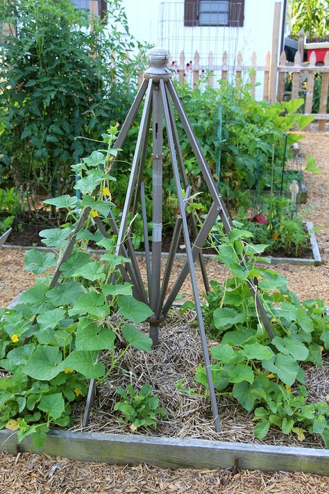 umbrella trellis! Love this trellis for climbing veggies. Scour thrift shops for old patio umbrellas, ladders, and other items to use for trellis. Umbrella Trellis, Farm Structures, Large Trellis, Cucumber Trellis, Diy Garden Trellis, Diy Trellis, Potager Garden, Veggie Patch, Gardening Techniques