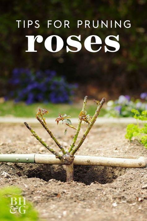 Taking Care Of Rose Bushes, Taking Care Of Roses, Roses Garden Care, Prune Roses, Rose Bush Care, Rose Pruning, Rose Garden Landscape, Rose Plant Care, Pruning Roses