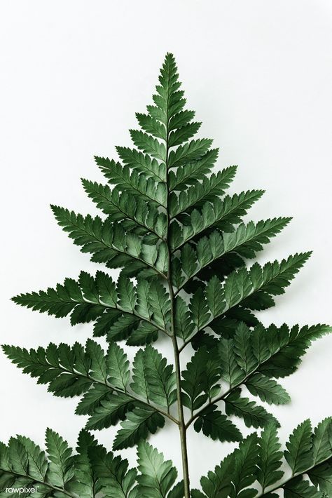 Fresh green leatherleaf fern isolated on an off white background | premium image by rawpixel.com / Teddy Rawpixel Leatherleaf Fern, Off White Background, Tattoo Zeichnungen, Fern Green, Idea Board, Fresh Green, Acrylic Paintings, Photo Studio, Amazing Photography