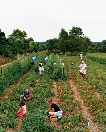 Get Farm-Fresh Food Delivered    Find a community-supported agriculture (CSA) farm near you at eatwellguide.org or localharvest.org and pay a subscription fee for regular batches of local produce (and, in some places, grass-fed meat). If you're worried about being able to use it all up, go in on it with a friend or two. Organic Meals, Csa Farm, Martha Stewart Home, Community Supported Agriculture, Farm Fresh Recipes, Sustainable Community, Market Garden, Vegetarian Recipe, Sustainable Agriculture