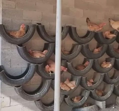 For Chicken Coops and Hen Houses! Love this solution for chickens to roost! Zero Landscape, Reban Ayam, Chicken Roost, Cute Chicken Coops, Chicken Coop Garden, Chicken Barn, House Florida, Backyard Chicken Coop Plans, Chicken Nesting Boxes