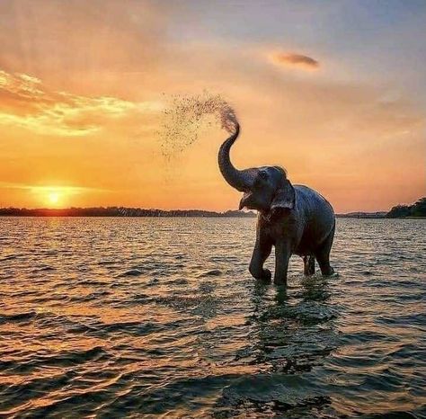 Sri Lankan Elephant, Sri Lanka Photography, Asian Elephant, Elephant Love, Kandy, African Elephant, Tour Packages, Sri Lanka, Perfect Match