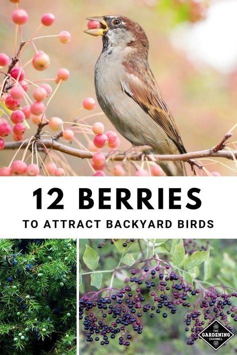 Are you thinking about adding bird feeders to your yard to attract birds? Consider growing berries to attract birds to your landscape. Learn which berries to grow for birds. #gardeningchannel #gardenwildlife #attractbirds #birdwatcher #growingfruit Nature, Bird Attracting Ideas, How To Attract Wildlife To Your Yard, How To Attract Birds To Your Yard, Bird Garden Ideas, Birds On Flowers, Growing Berries, Bird Habitat, Bird Landscape