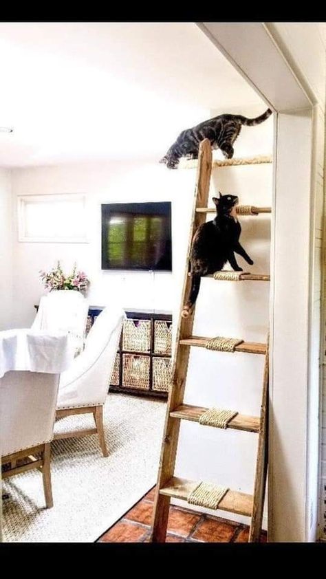 Katt Diy, Katt Grejer, Furniture Shelves, Chat Diy, Kat Diy, Cat Ladder, Diy Cat Tree, Cat Towers, Cat Playground