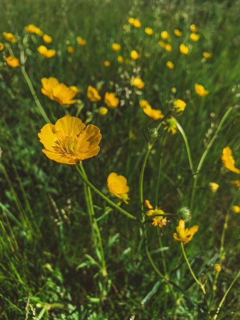 Buttercup Flower Aesthetic, Buttercups Aesthetic, Birch Aesthetic, Bittersweet Aesthetic, Buttercups Flower, Bittersweet Nostalgia, Buttercup Aesthetic, Cody Core, Buttercup Bouquet